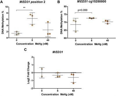 Methylmercury-induced DNA methylation—From epidemiological observations to experimental evidence